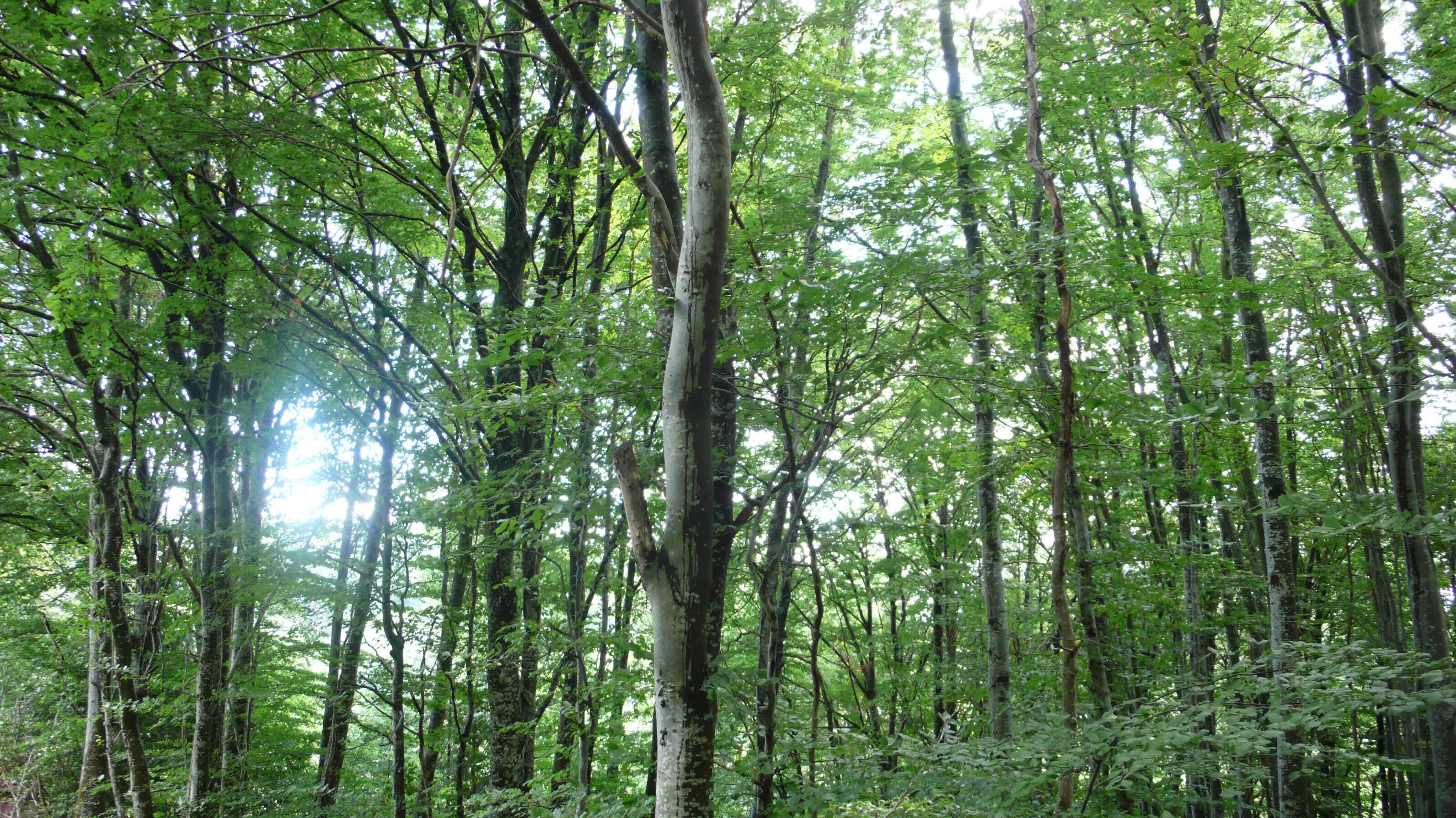 In Search of Paradise